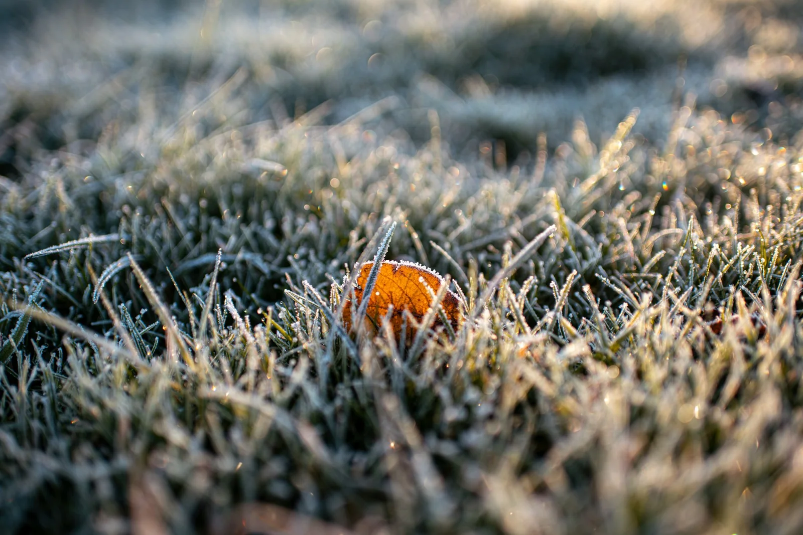 Frost and fallen leaf