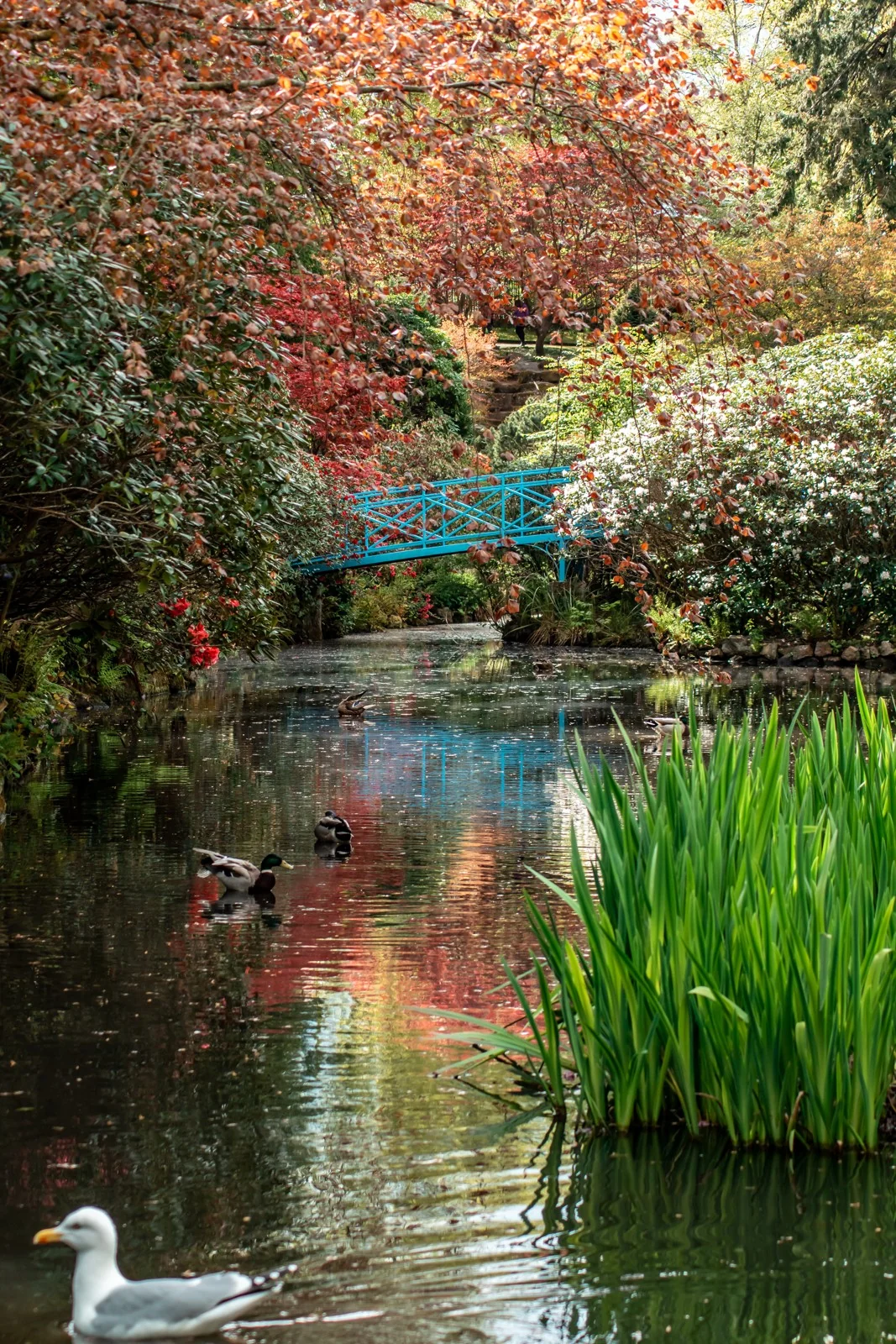 Garden reflections