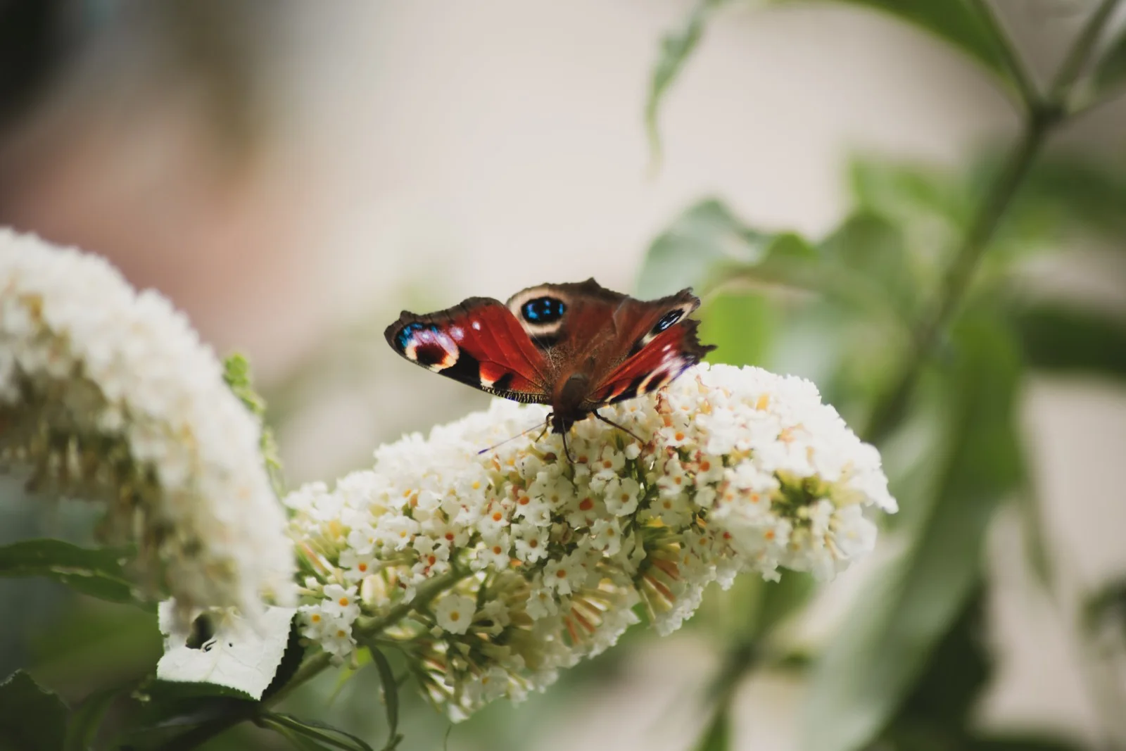 Butterfly on blossom