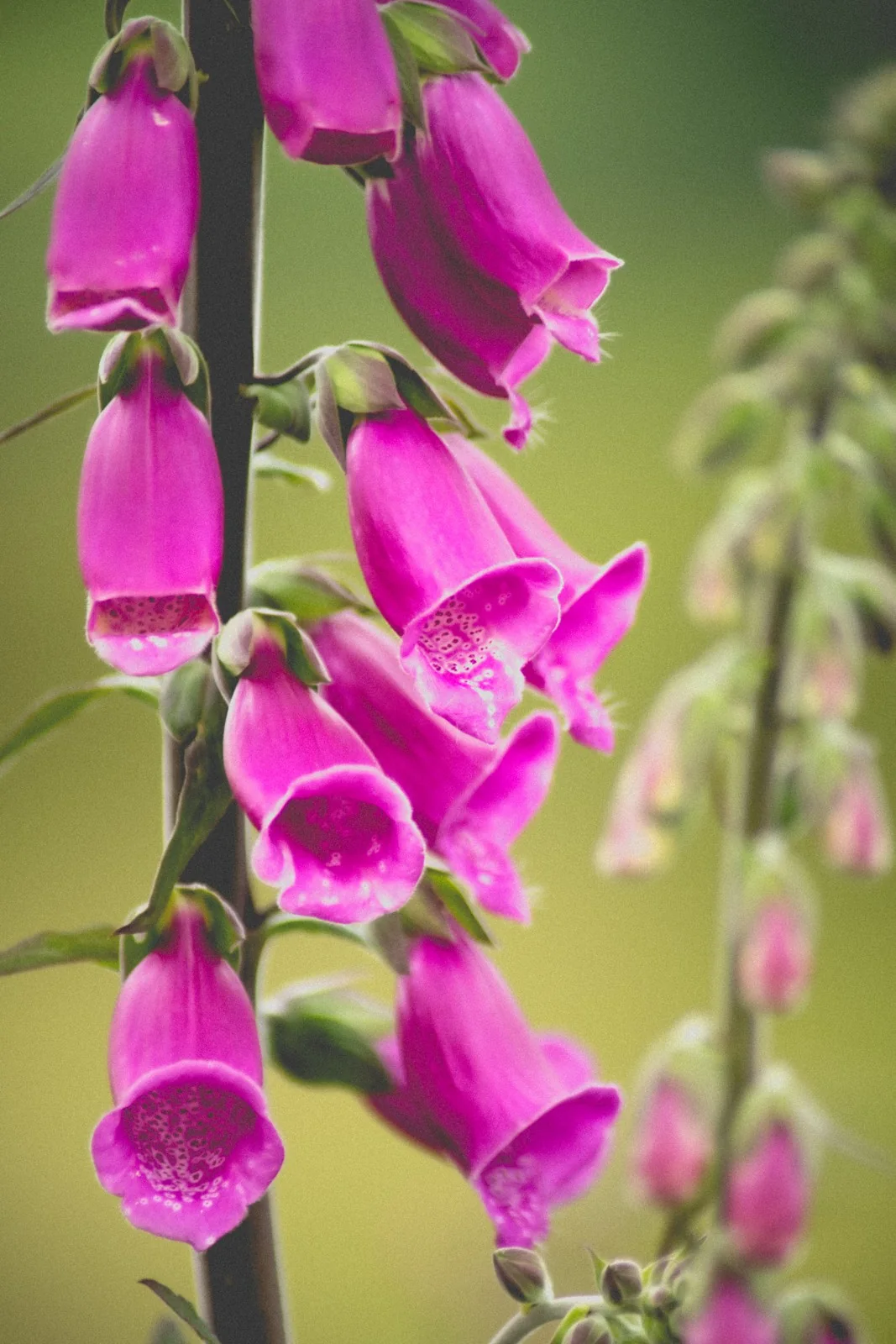 Foxglove study