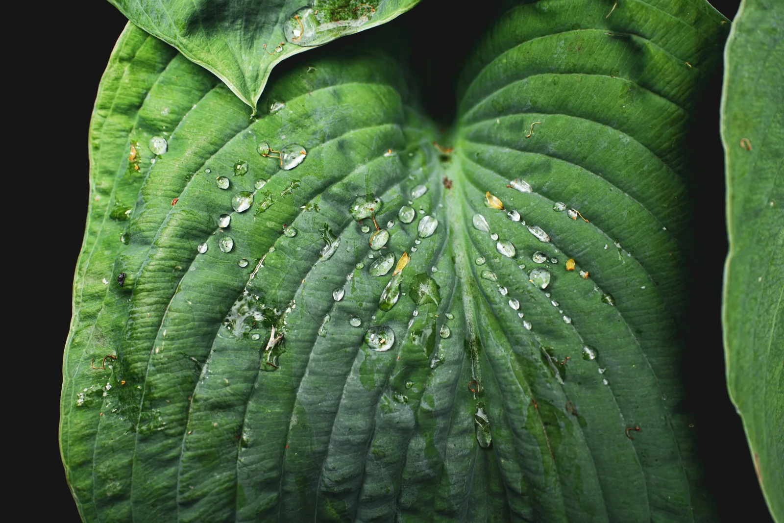 Rain on a leaf