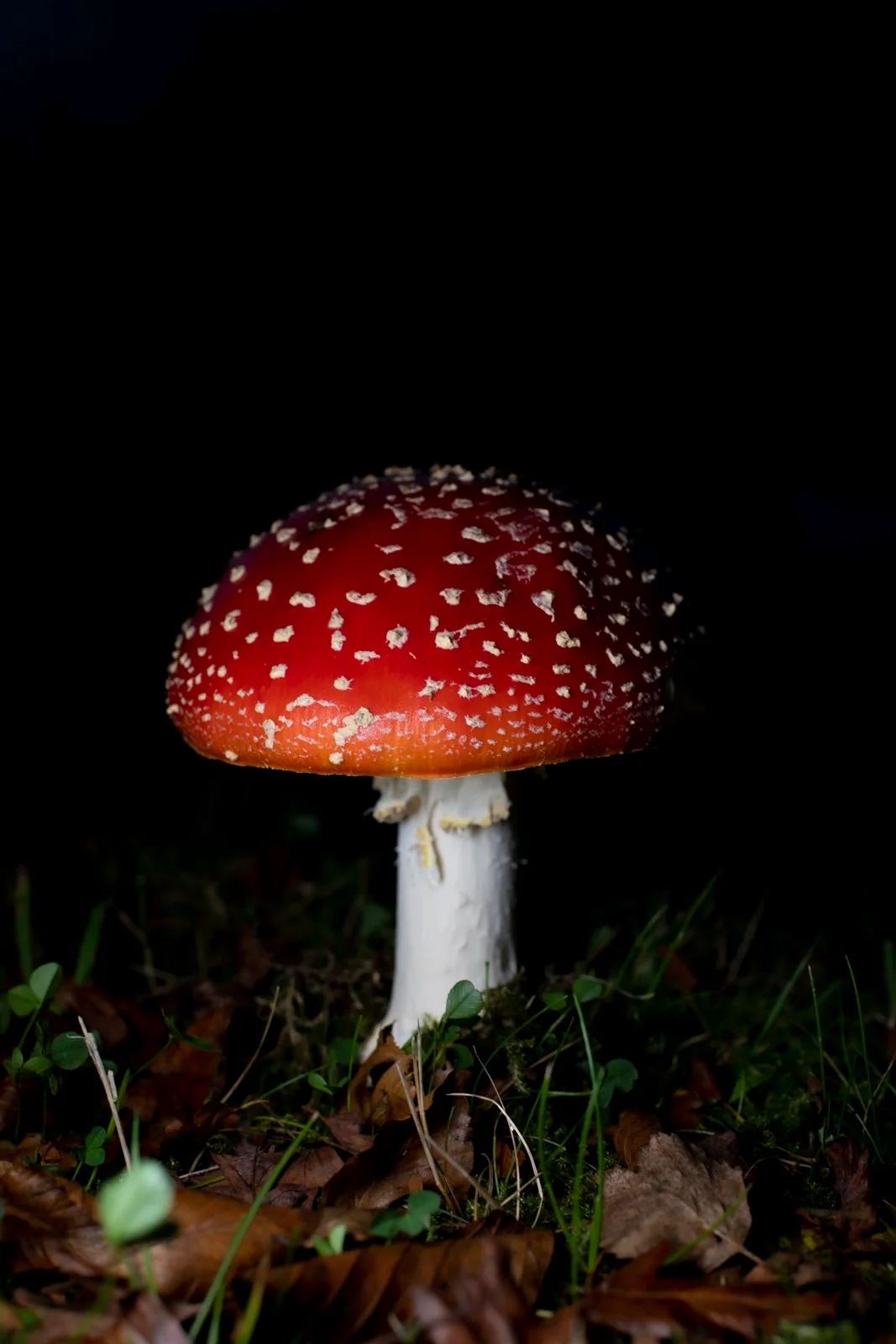 Red woodland cap