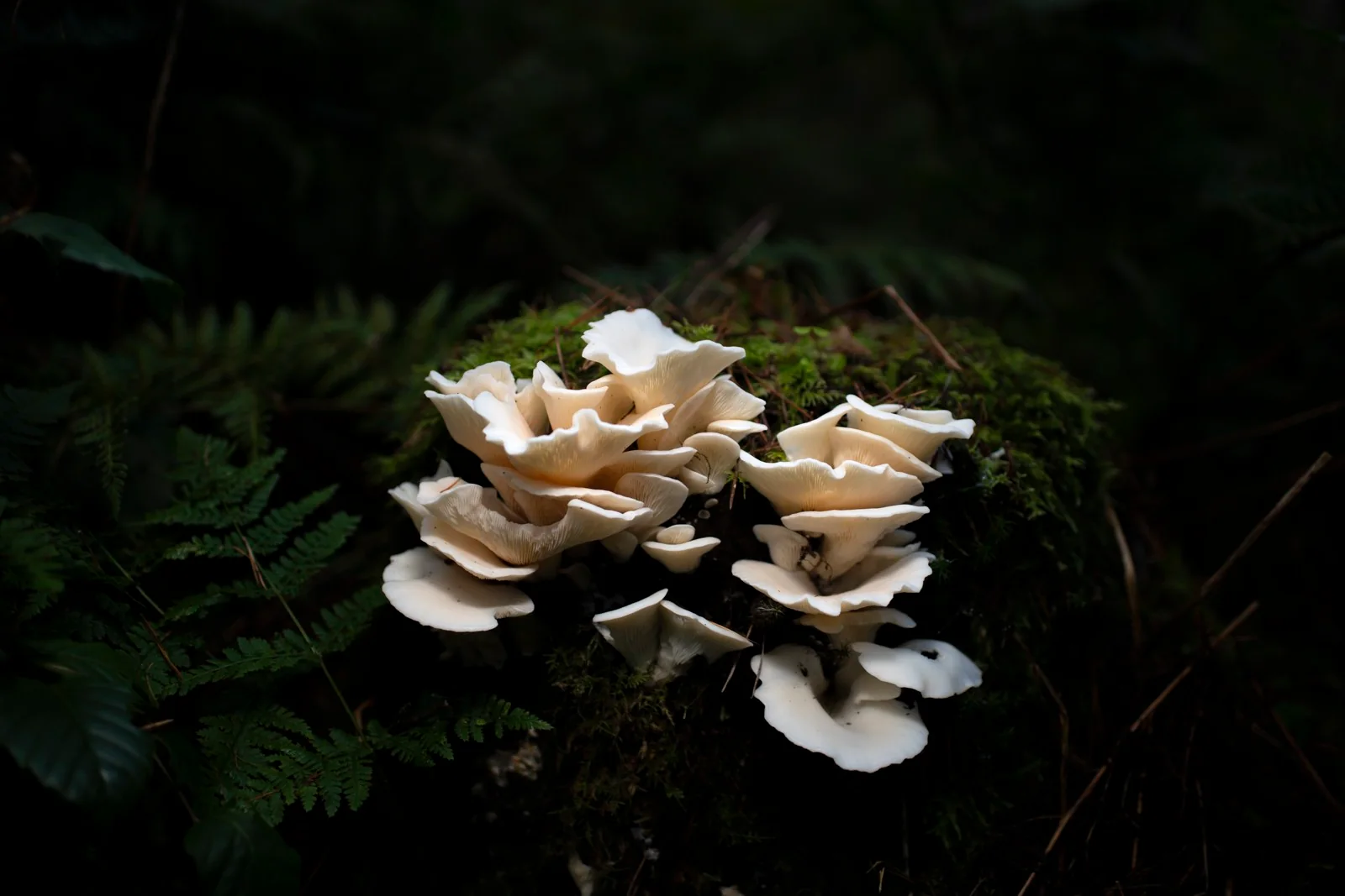 Woodland cluster