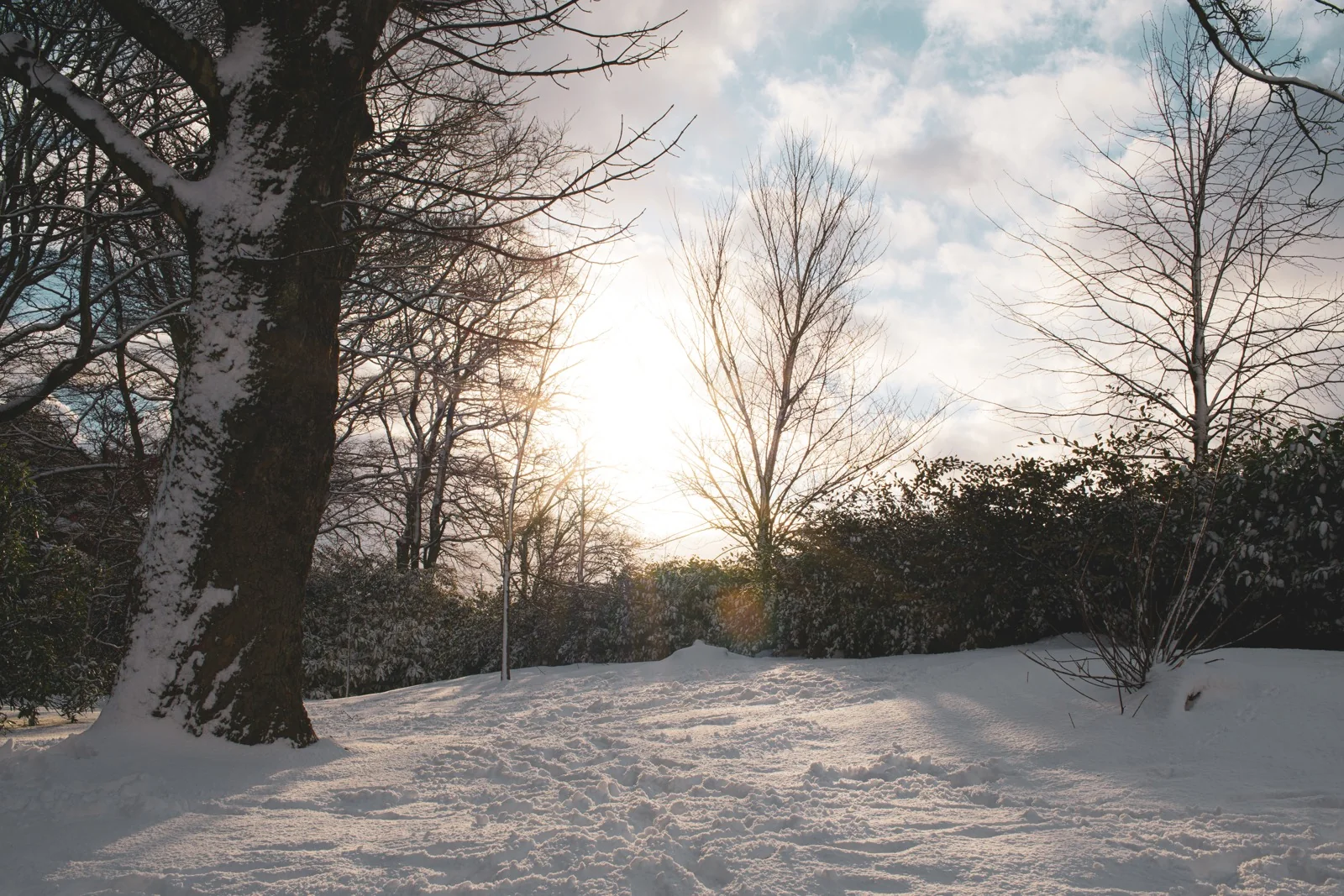 Winter sun through the trees