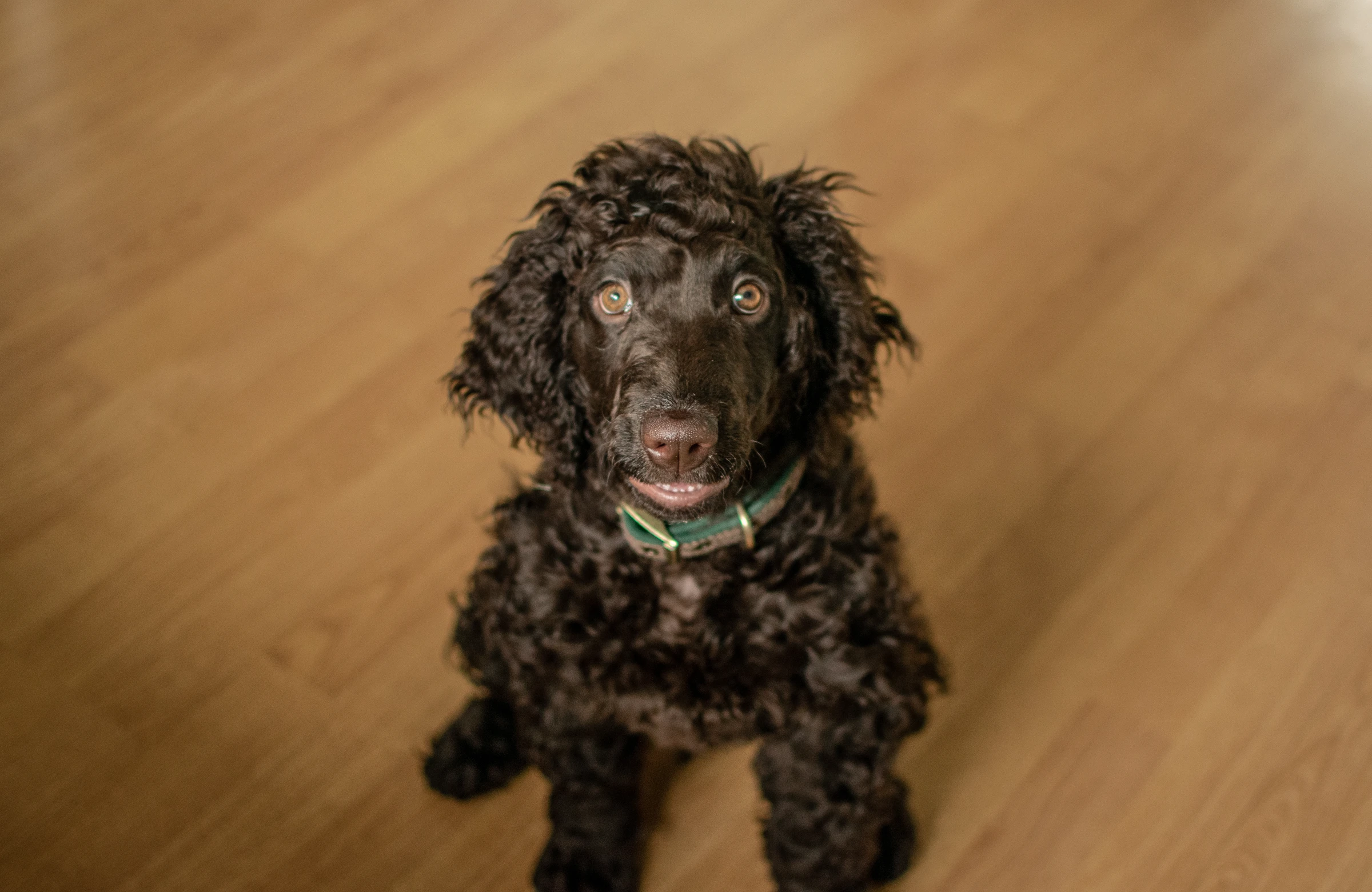 Curly brown dog looking up from a wooden floor