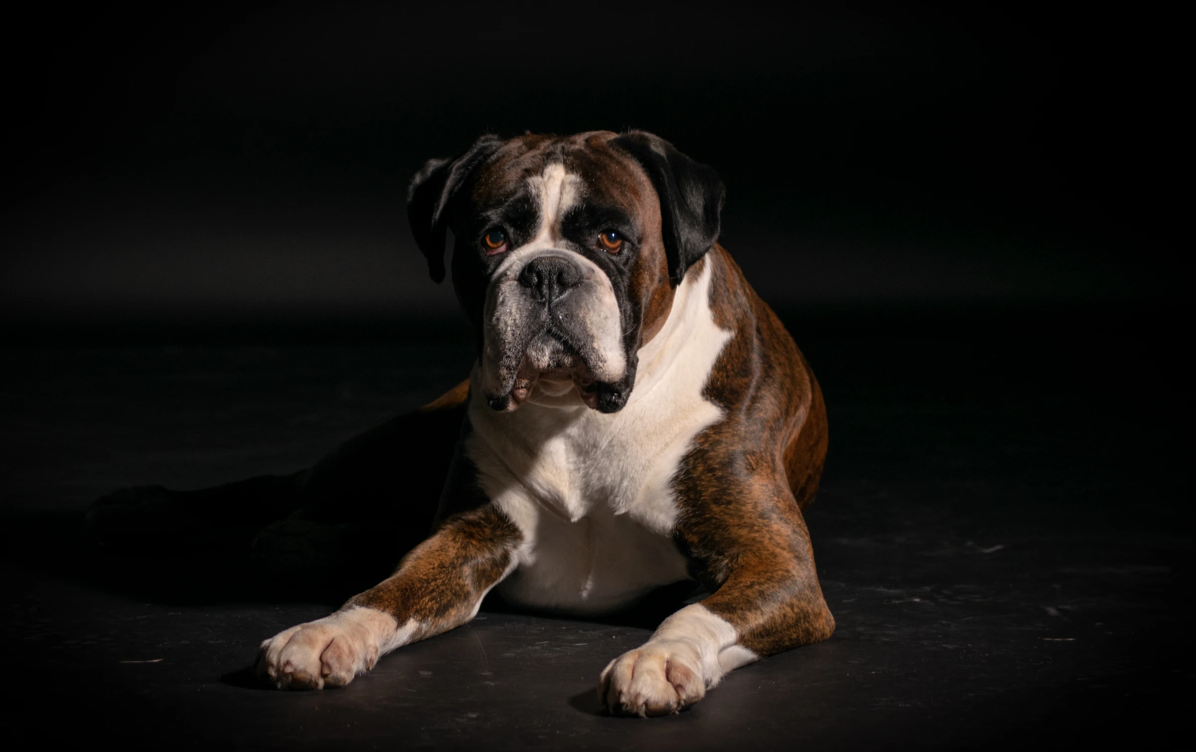 Boxer reclining against a dark studio background