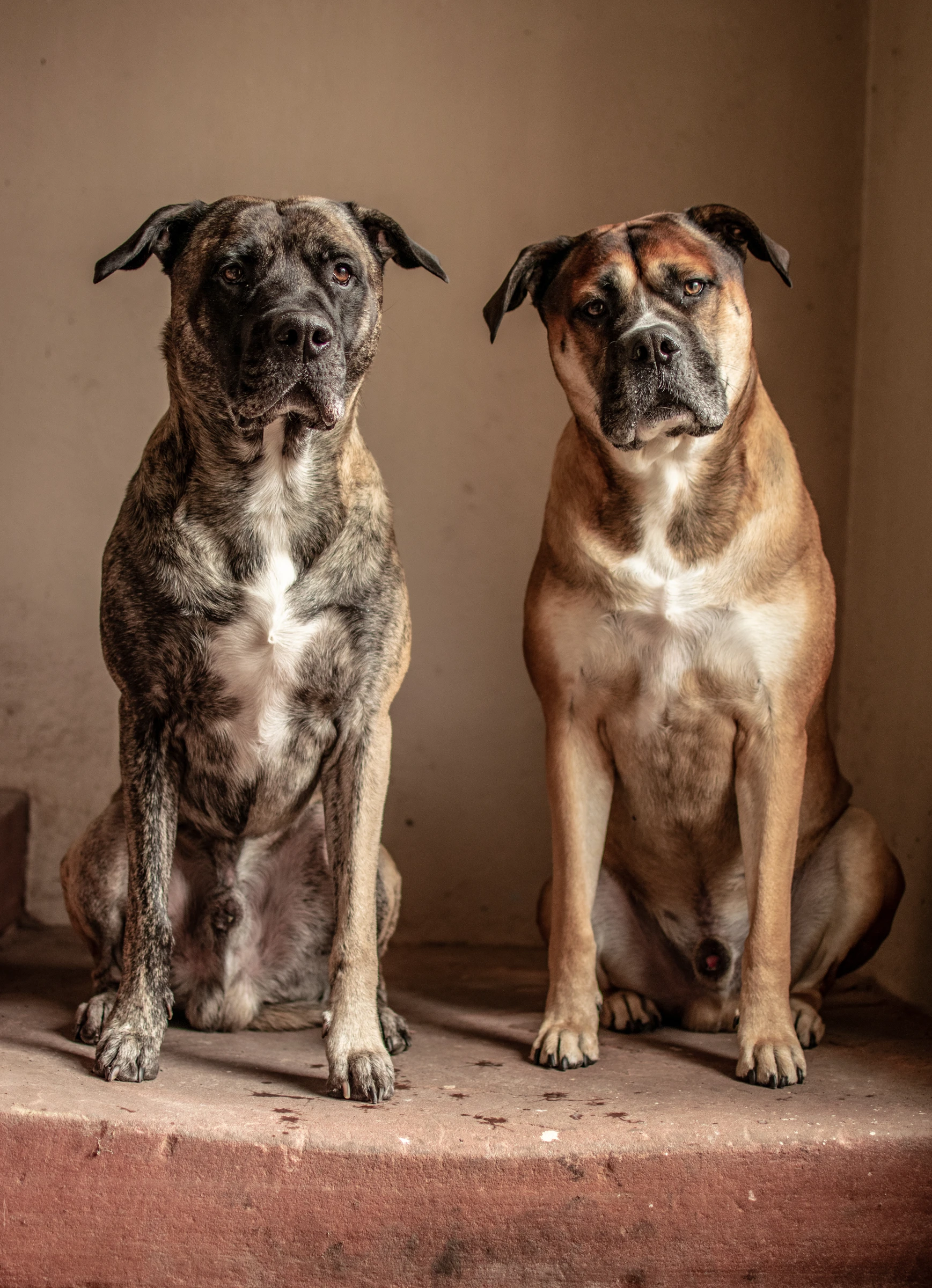Two dogs sitting side by side in warm window light