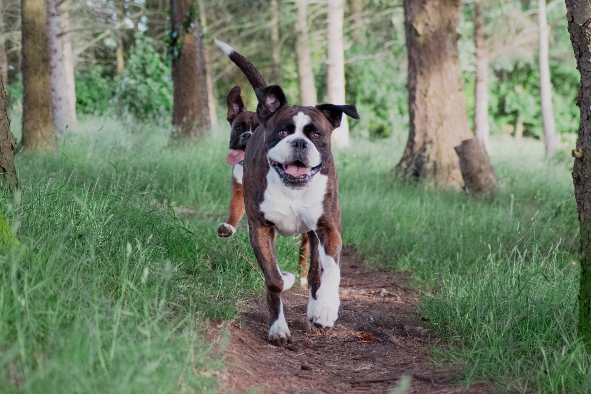 Two boxers running towards the camera along a woodland path